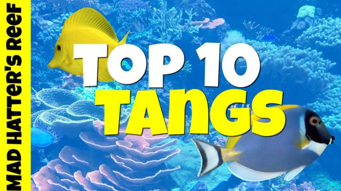 Tangs fish