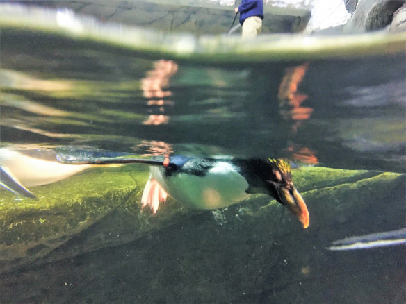 pingüino 