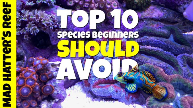 Top 10 Species Beginners Should Avoid