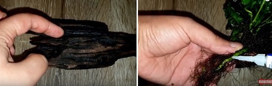 Adjunté Java Fern al lugar de la foto de la izquierda.