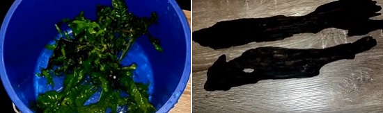 El helecho de Java está en el cubo y la madera flotante está sobre la mesa