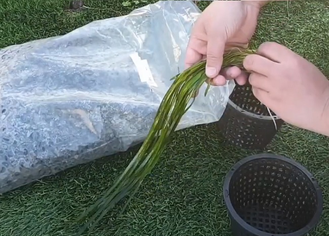 Vallisneria Vallisneria