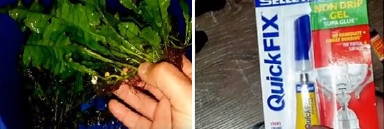 Gran planta y pegamento