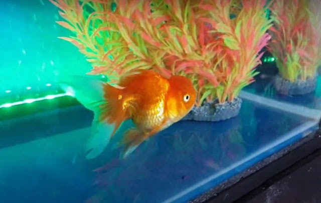 Goldfish - pez principiante Goldfish - pez principiante