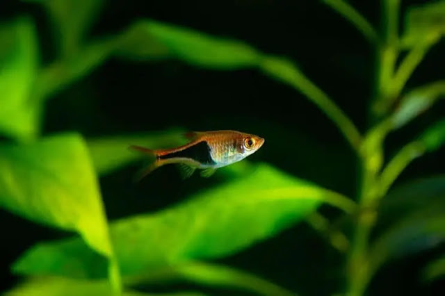 Rasbora - pez principiante Rasbora - pez principiante