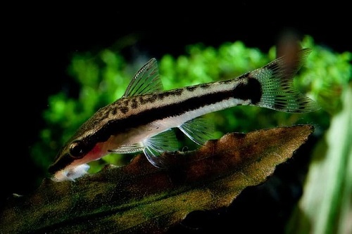 Devorador de algas siamés Devorador de algas siamés