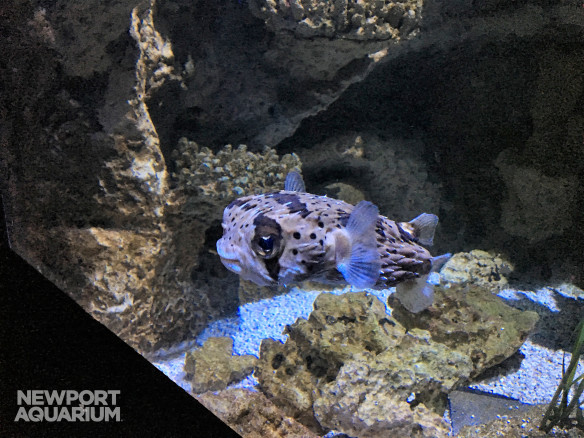 Pez globo puercoespín