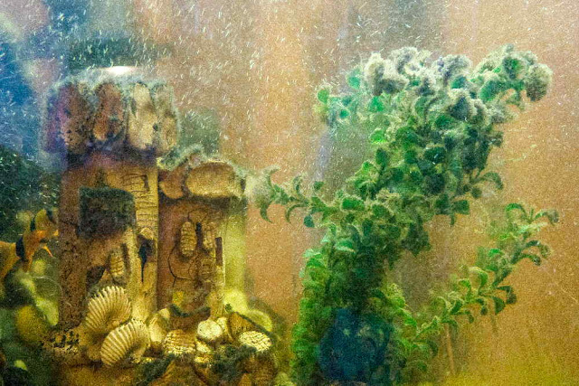 Algas rojas o barbudas Algas rojas o barbudas