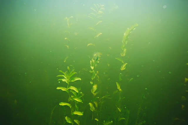 Agua verde Agua verde