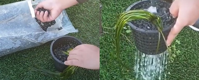 ¿Cómo se puede cultivar Vallisneria en un estanque? ¿Cómo se puede cultivar Vallisneria en un estanque?