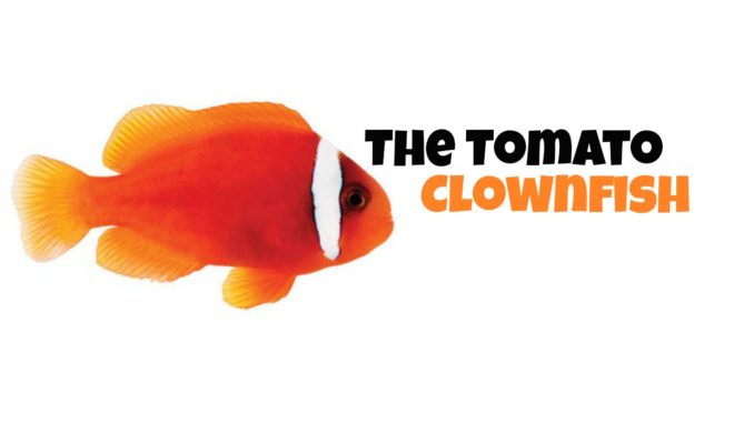 Tomato clownfish