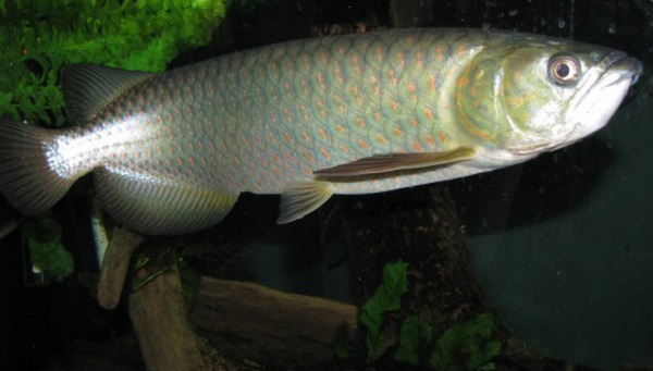 Leichardti Arowana Leichardti Arowana