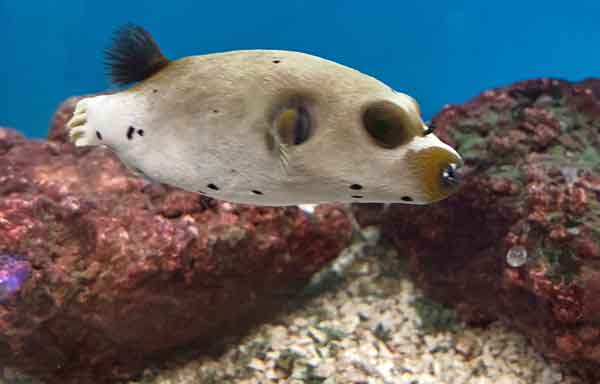 pez globo cara de perro marrón