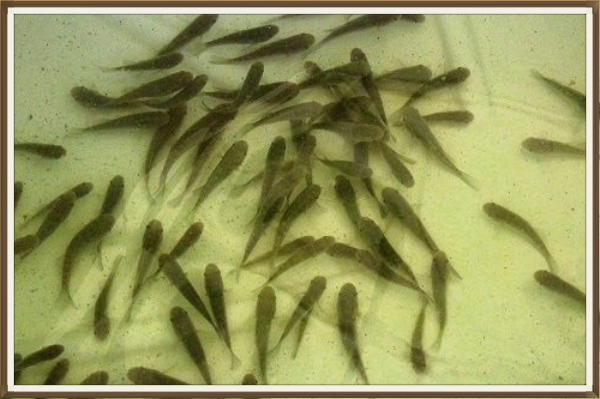 Obtención de alevines o juveniles para reproducir los peces