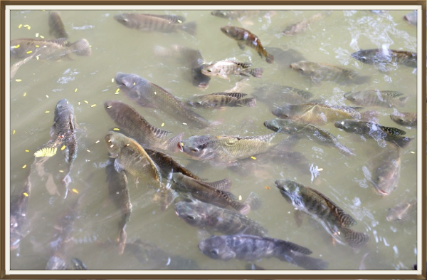 Seguimiento del crecimiento y la salud de los peces