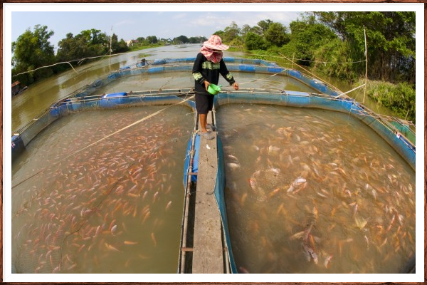 Manejo de la reproducción de peces