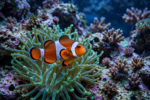 Pez payaso naranja nadando entre los tentáculos de una anémona en un acuario marino